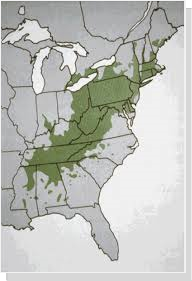 Range of the American Chestnut  forests & blight